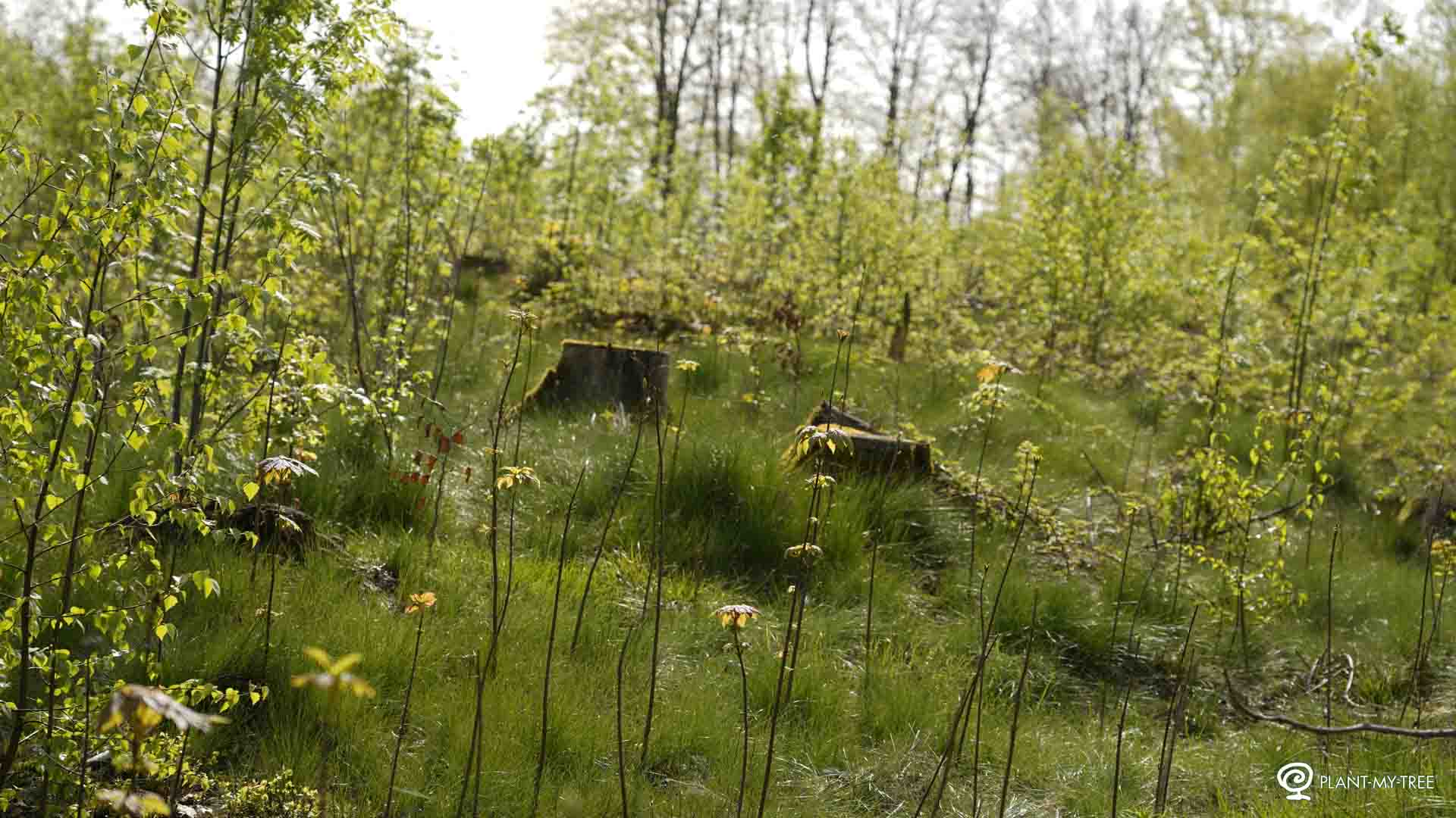 Waldaufnahme bodennah